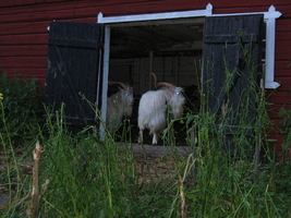 IMG_0509.JPG