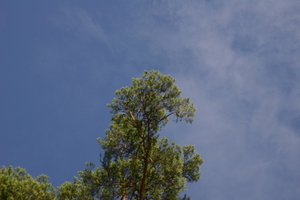 IMG_0991.jpg