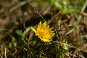 IMG_1000.jpg
