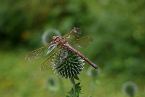 IMG_1952.jpg