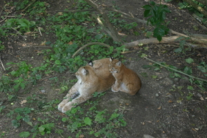IMG_2329.JPG