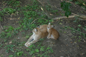 IMG_2330.JPG