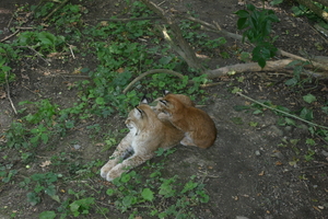 IMG_2331.JPG
