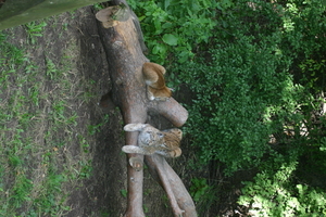 IMG_2334.JPG