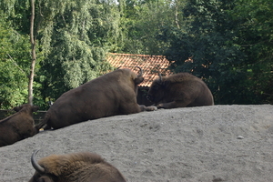 IMG_2342.JPG