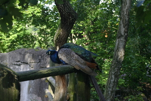 IMG_2409.JPG