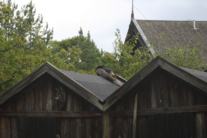 IMG_2445.JPG