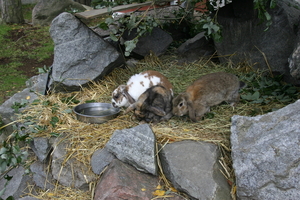 IMG_2471.JPG