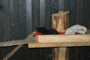 IMG_2485.JPG