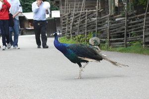 IMG_2493.JPG