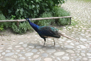 IMG_2496.JPG