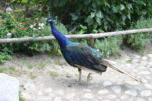 IMG_2497.JPG
