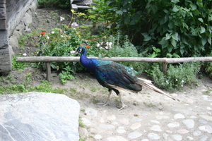 IMG_2498.JPG