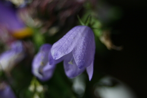 IMG_2520.JPG