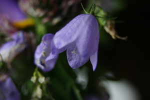 IMG_2521.JPG