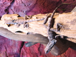 IMG_7053.JPG
