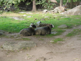 IMG_7083.JPG