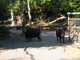 IMG_7087.JPG