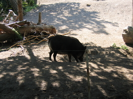 IMG_7091.JPG