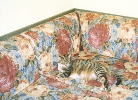 Kanarieoarna_1998-Tjock_kanariekattmamma.jpg