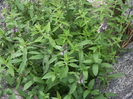 PICT0017.JPG