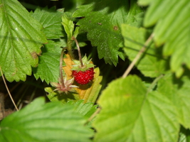 PICT0021.JPG