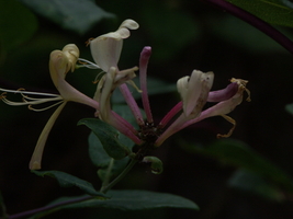 PICT0024.JPG
