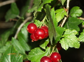 PICT0025.JPG