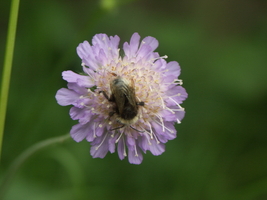 PICT0027.JPG