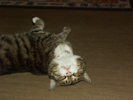 PICT0035.JPG