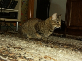 PICT0037.JPG