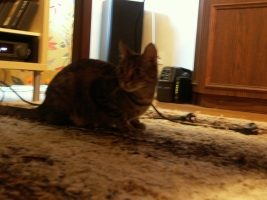 PICT0038.JPG