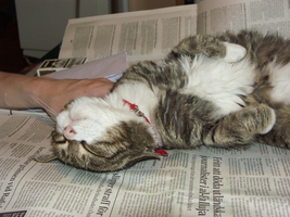 PICT0042.JPG