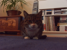 PICT0064.JPG