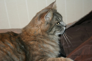 Picture_093.jpg