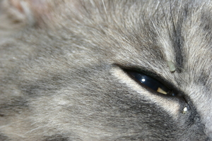 Picture_096.jpg