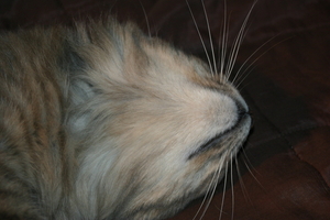 Picture_097.jpg