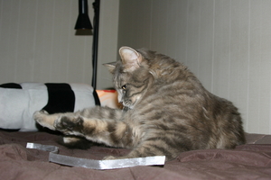 Picture_134.jpg