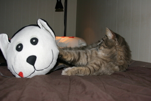 Picture_138.jpg
