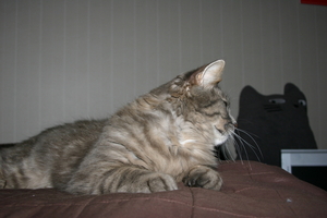 Picture_142.jpg