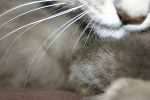 Picture_150.jpg