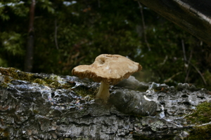 img_0100.jpg