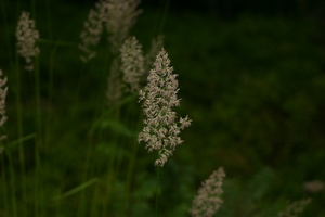 img_0909.jpg
