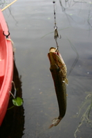 img_1097.jpg