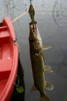 img_1100.jpg