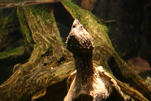 img_2233.jpg