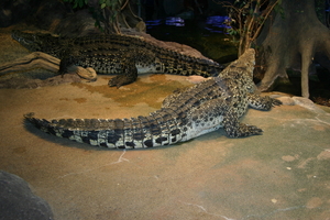 img_2240.jpg
