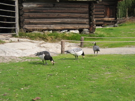 img_2336.jpg