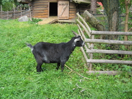 img_2350.jpg