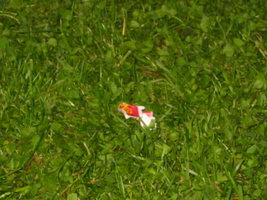 img_3009.jpg